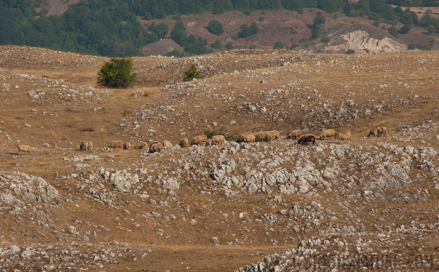 Bosnien und Herzegowina -  [300 mm, 1/320 Sek. bei f / 16, ISO 400]